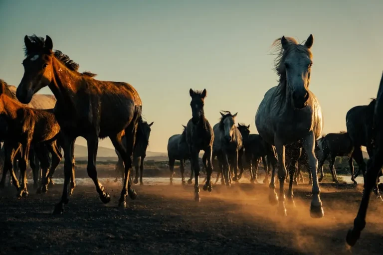 Free Horse Racing Picks: Review, Safety, Bonuses, and What Players Should Know