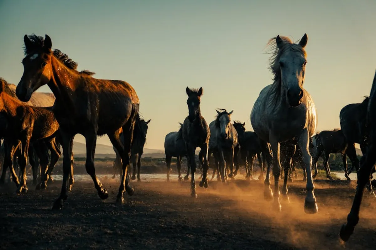 Free Horse Racing Picks: Review, Safety, Bonuses, and What Players Should Know
